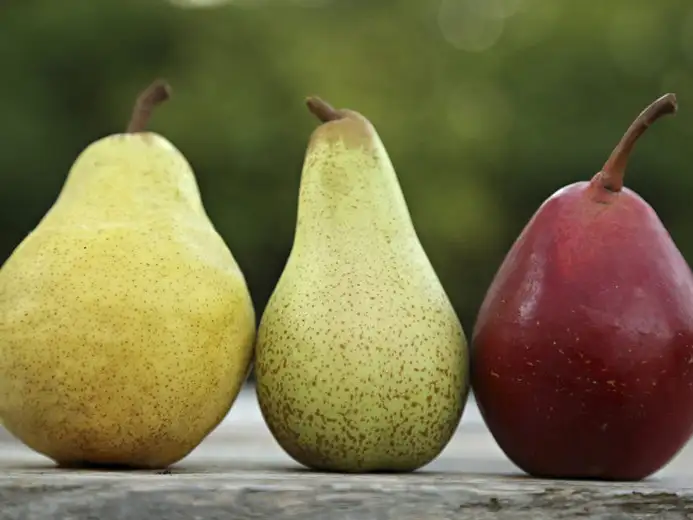 Las Peras: Descubre sus beneficios, variedades y más